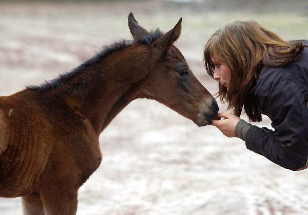 Trakehner Filly by Imperio out of Elitemare Schwalbenspiel by Exclusiv, Trakehner Gestt Hmelschenburg - Beate Langels