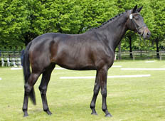 Siegerstute Inschi's Songline von Songline - Foto: Lune Jancke