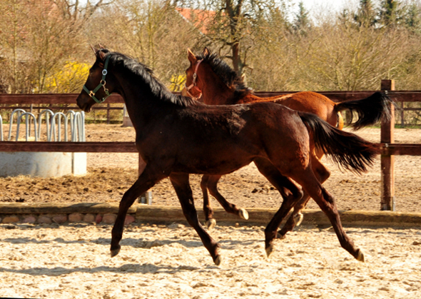 Trs Chic - Trakehner Jhrling von Schwarzgold u.d. Pr.u.StPrSt. Tacyra v. Saint Cyr - Foto: Beate Langels - 
Trakehner Gestt Hmelschenburg