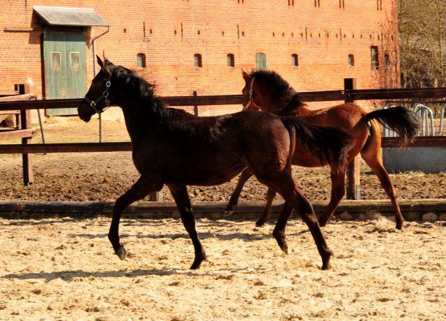 Trs Chic - Trakehner Jhrling von Schwarzgold u.d. Pr.u.StPrSt. Tacyra v. Saint Cyr - Foto: Beate Langels - 
Trakehner Gestt Hmelschenburg