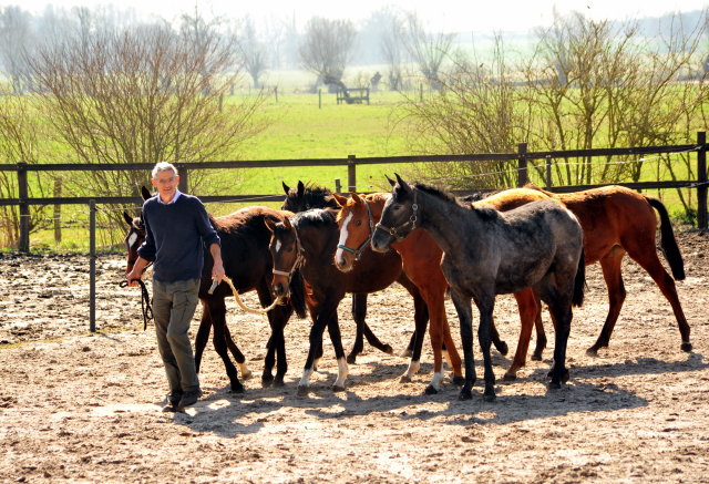 Die Jährlingsstuten - Foto Beate Langels - Gestüt Schäplitz