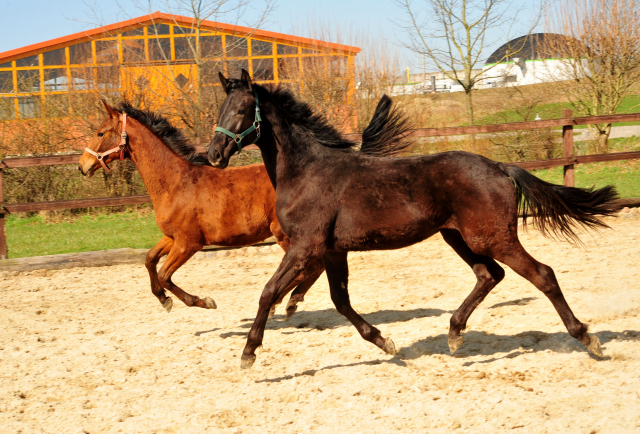 Trs Chic - Trakehner Jhrling von Schwarzgold u.d. Pr.u.StPrSt. Tacyra v. Saint Cyr - Foto: Beate Langels - 
Trakehner Gestt Hmelschenburg