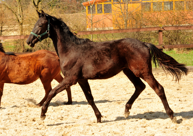 Trs Chic - Trakehner Jhrling von Schwarzgold u.d. Pr.u.StPrSt. Tacyra v. Saint Cyr - Foto: Beate Langels - 
Trakehner Gestt Hmelschenburg