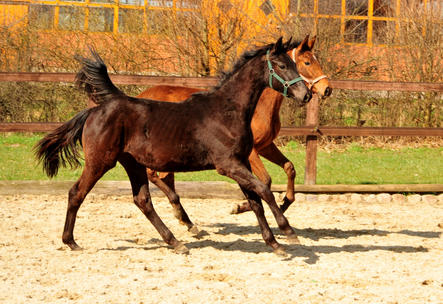 Trs Chic - Trakehner Jhrling von Schwarzgold u.d. Pr.u.StPrSt. Tacyra v. Saint Cyr - Foto: Beate Langels - 
Trakehner Gestt Hmelschenburg