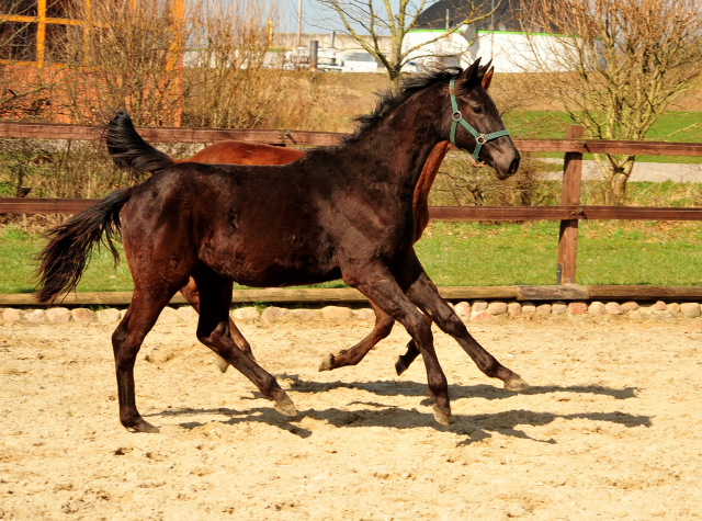 Trs Chic - Trakehner Jhrling von Schwarzgold u.d. Pr.u.StPrSt. Tacyra v. Saint Cyr - Foto: Beate Langels - 
Trakehner Gestt Hmelschenburg