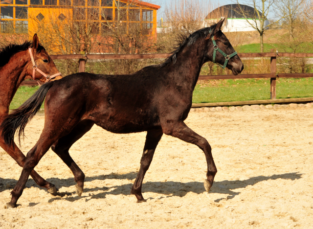 Trs Chic - Trakehner Jhrling von Schwarzgold u.d. Pr.u.StPrSt. Tacyra v. Saint Cyr - Foto: Beate Langels - 
Trakehner Gestt Hmelschenburg