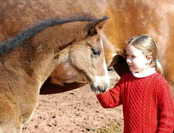 Isabell mit Hengstfohlen v. Alter Fritz u.d. Guendalina