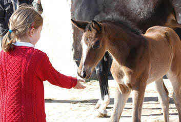 Isabell with a filly by Summertime out of Starlet by Alter Fritz