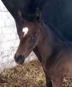 Stutfohlen von Saint Cyr u.d. Pr.St. Tempest Dance v. Hohenstein, Foto: Jeruzal - 
Gestüt Hämelschenburg