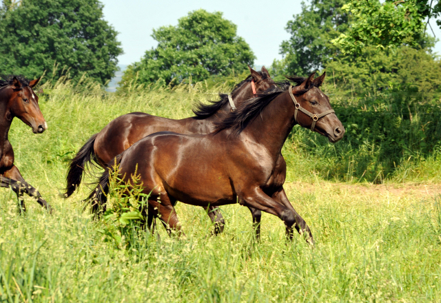 Ein- u. zweijhrige Hengste im Gestt Hmelschenburg - Foto: Beate Langels -  
Trakehner Gestt Hmelschenburg