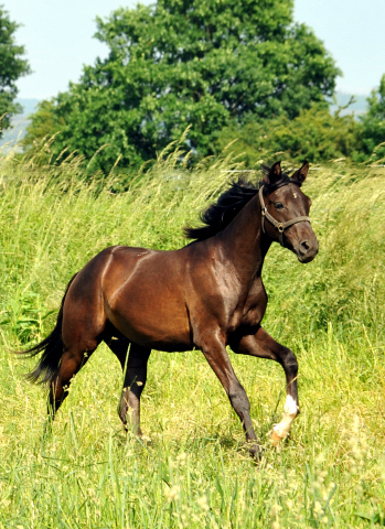 Ein- u. zweijhrige Hengste im Gestt Hmelschenburg - Foto: Beate Langels -  
Trakehner Gestt Hmelschenburg