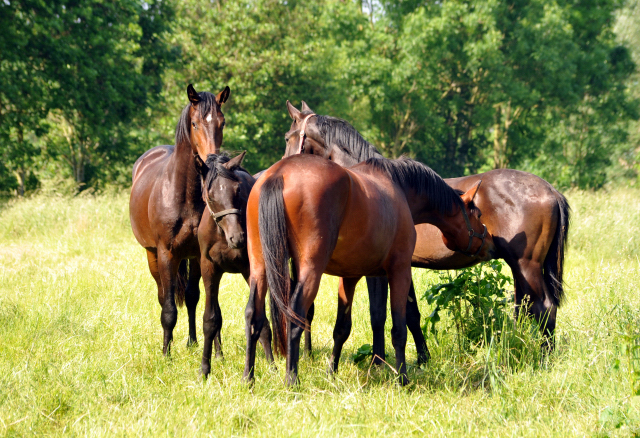 Ein- u. zweijährige Hengste im Gestüt Hämelschenburg - Foto: Beate Langels -
Trakehner Gestüt Hämelschenburg