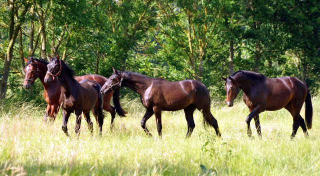 Ein- u. zweijhrige Hengste im Gestt Hmelschenburg - Foto: Beate Langels -  
Trakehner Gestt Hmelschenburg