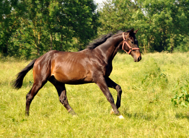 Jährlingshengst von Saint Cyr im Gestüt Hämelschenburg - Foto: Beate Langels -
Trakehner Gestüt Hämelschenburg