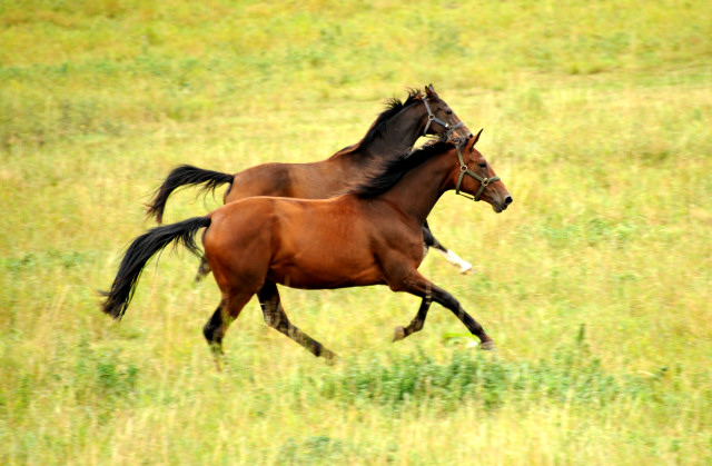 Jhrlingsstuten Schwalbendiva v. Totilas und Schwalbenlicht v. Imperio - im September 2013, Foto: Beate Langels, Trakehner Gestt Hmelschenburg - Beate Langels