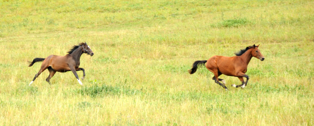 Jhrlingsstuten Schwalbendiva v. Totilas und Gulietta v. Saint Cyr - im September 2013, Foto: Beate Langels, Trakehner Gestt Hmelschenburg - Beate Langels