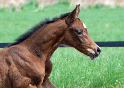 Trakehner Stutfohlen von Saint Cyr u.d.  Schiemanen v. Summertime u.d. Pr.u.StPrSt. Sareiken II v. Tycoon - Foto: privat