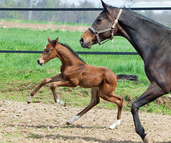 Trakehner Stutfohlen von Saint Cyr u.d.  Schiemanen v. Summertime u.d. Pr.u.StPrSt. Sareiken II v. Tycoon - Foto: privat