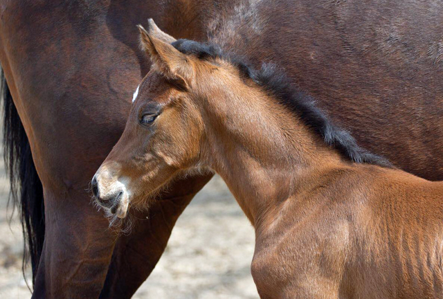 Trakehner Stutfohlen von Saint Cyr u.d.  Schiemanen v. Summertime u.d. Pr.u.StPrSt. Sareiken II v. Tycoon - Foto: privat