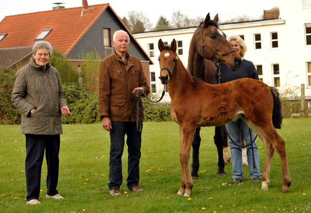 Stutfohlen von Honor du Soir u.d. Karena v. Freudenfest - 22. April 2016  - Foto: Beate Langels -
Trakehner Gestt Hmelschenburg