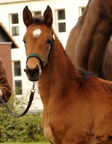 Stutfohlen von Honor du Soir u.d. Karena v. Freudenfest - 22. April 2016  - Foto: Beate Langels -
Trakehner Gestt Hmelschenburg