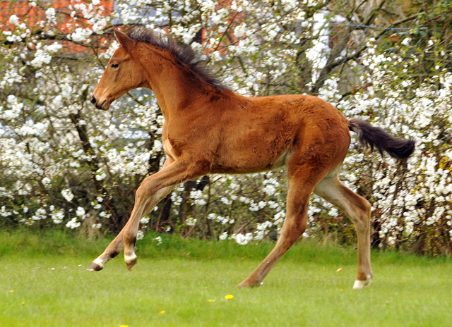 Stutfohlen von Honor du Soir u.d. Karena v. Freudenfest - 22. April 2016  - Foto: Beate Langels -
Trakehner Gestt Hmelschenburg