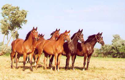 One year old mares in Schplitz