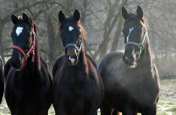 J�hrlingshengste im M�rz Januar 2004