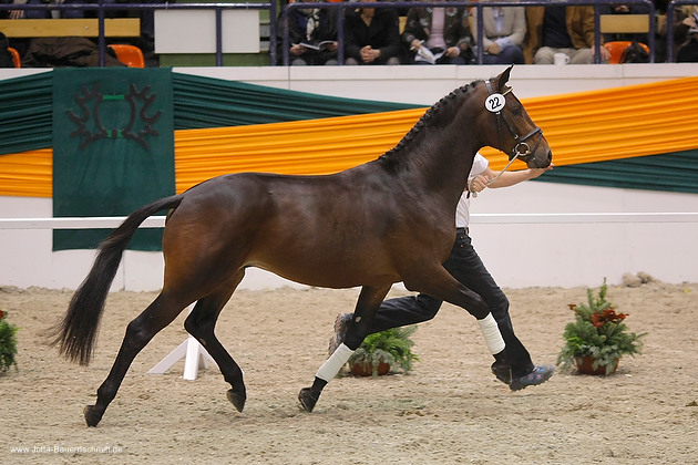 Zweijhriger Hengst von Grand Passion x Summertime im Oktober 2011 - Foto: Jutta Bauernschmidt - Trakehner Gestt Hmelschenburg