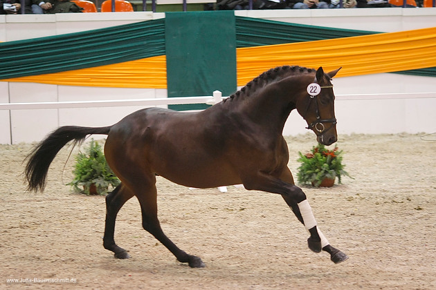 Zweijhriger Hengst von Grand Passion x Summertime im Oktober 2011 - Foto: Jutta Bauernschmidt - Trakehner Gestt Hmelschenburg