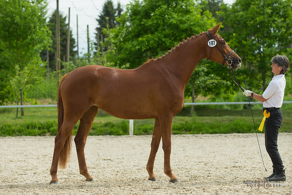 Trakehner Prmienanwrterin Heart & Soul W von Touch my Heart - Foto: Jutta Bauernschmitt