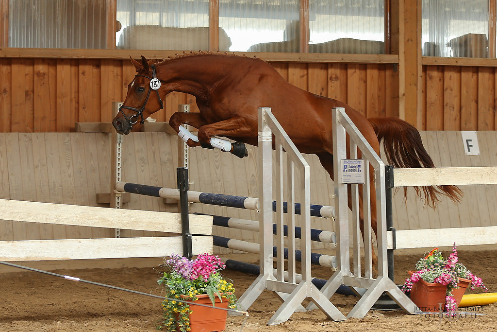 Trakehner Prmienanwrterin Heart & Soul W von Touch my Heart - Foto: Jutta Bauernschmitt