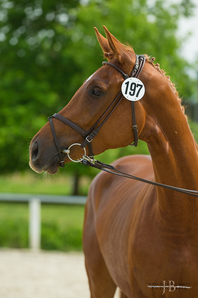 Trakehner Prmienanwrterin Heart & Soul W von Touch my Heart - Foto: Jutta Bauernschmitt