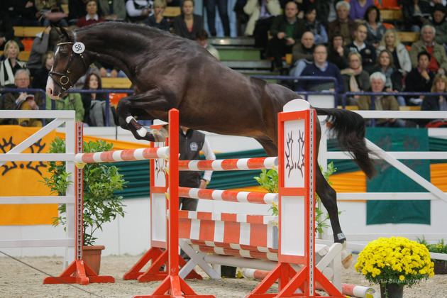 Trakehner Stallion Grand Corazn by Symont out of Pr.a.StPrSt. Guendalina by Red Patrick xx  - Trakehner Gestt Hmelschenburg - fotografiert von Jutta Bauernschmidt