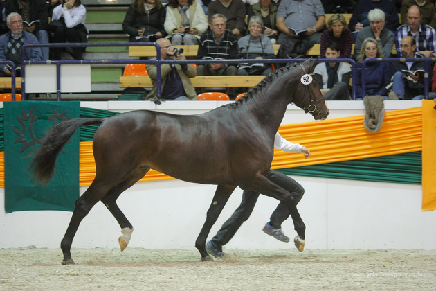 Trakehner Stallion Grand Corazn by Symont out of Pr.a.StPrSt. Guendalina by Red Patrick xx  - Trakehner Gestt Hmelschenburg - fotografiert von Jutta Bauernschmidt