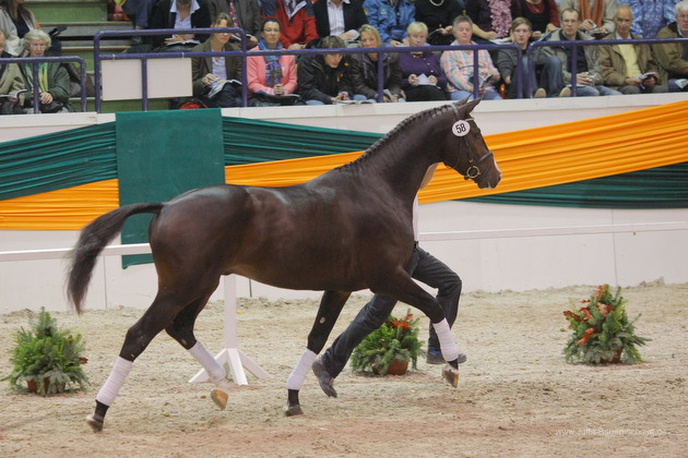 Trakehner Stallion Grand Corazn by Symont out of Pr.a.StPrSt. Guendalina by Red Patrick xx  - Trakehner Gestt Hmelschenburg - fotografiert von Jutta Bauernschmidt