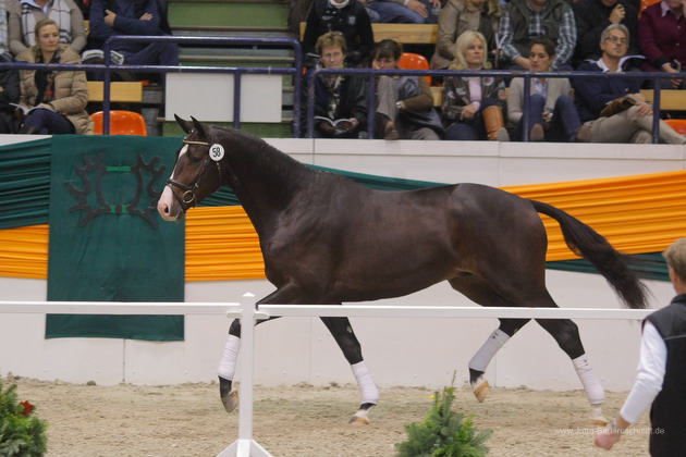 Trakehner Stallion Grand Corazn by Symont out of Pr.a.StPrSt. Guendalina by Red Patrick xx  - Trakehner Gestt Hmelschenburg - fotografiert von Jutta Bauernschmidt