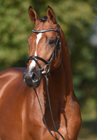 Trakehner Hengst von Saint Cyr x Summertime, Foto: Janne Bugtrup - Gestt Hmelschenburg