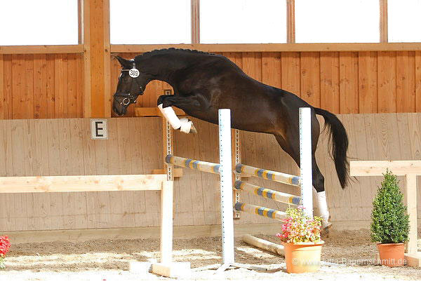 Schwalbenmärchen v. Kostolany u.d. Schwalbenfeder v. Summertime, Trakehner Gestüt Hämelschenburg, Foto: Jutta Bauernschmidt