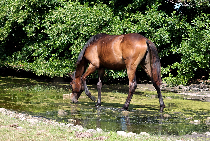 Valentiana v. His Moment x High Motion - Foto: Johanna Kraus
 - Gestt Hmelschenburg - Beate Langels