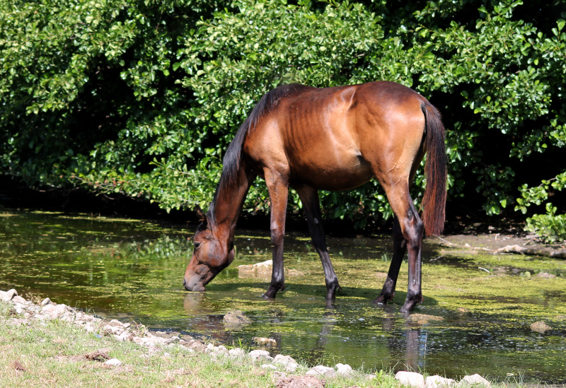 Valentiana v. His Moment x High Motion  - Foto: Johanna Kraus
 - Gestt Hmelschenburg - Beate Langels