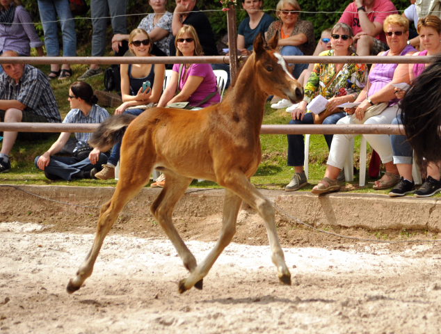 22. Mai 2016 - Perfekt u.d. Prinzess v. Prince Thatch xx  - Foto: Beate Langels