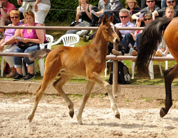 22. Mai 2016 - Perfekt u.d. Prinzess v. Prince Thatch xx  - Foto: Beate Langels