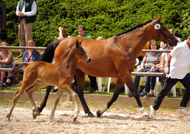 22. Mai 2016 - Perfekt u.d. Prinzess v. Prince Thatch xx  - Foto: Beate Langels