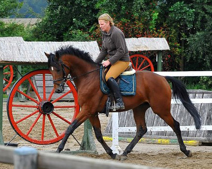 Scoubidou (3jhrig) von Summertime - Herzruf - im August 2010- Trakehner Gestt Hmelschenburg - Foto: Antje Berodt