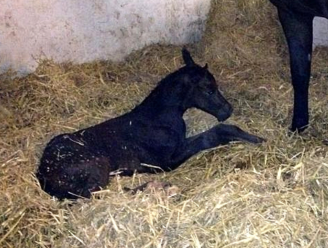 Trakehner Filly by Saint Cyr out of Kaiserspiel by Exclusiv - Foto Beate Langels - Gestt Hmelschenburg