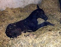 Stutfohlen von Saint Cyr u.d. Kaiserspiel v. Exclusiv