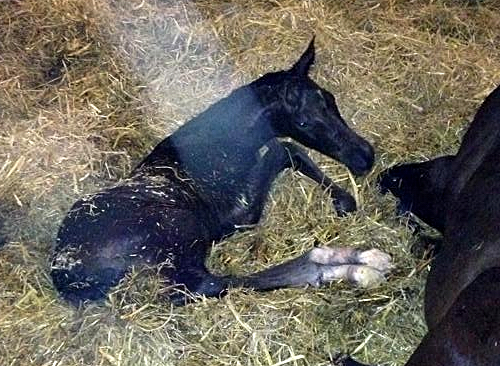 Trakehner Filly by Saint Cyr out of Kaiserspiel by Exclusiv - Foto Beate Langels - Gestt Hmelschenburg