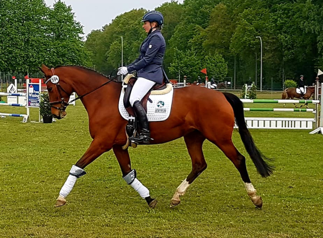 KLASSIC BLUE v. Singolo - Foto: privat - Trakehner Gestt Hmelschenburg