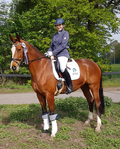 KLASSIC BLUE v. Singolo - Foto: privat - Trakehner Gestt Hmelschenburg
